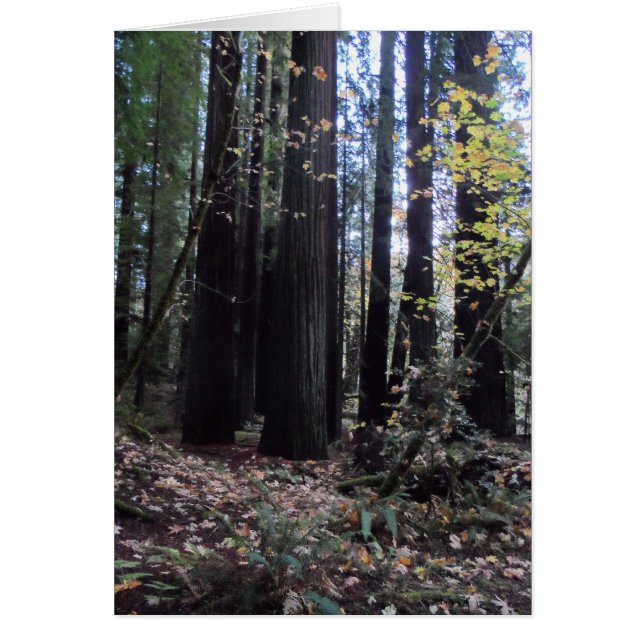 Cartão Cair nas Sequoias (Frente)