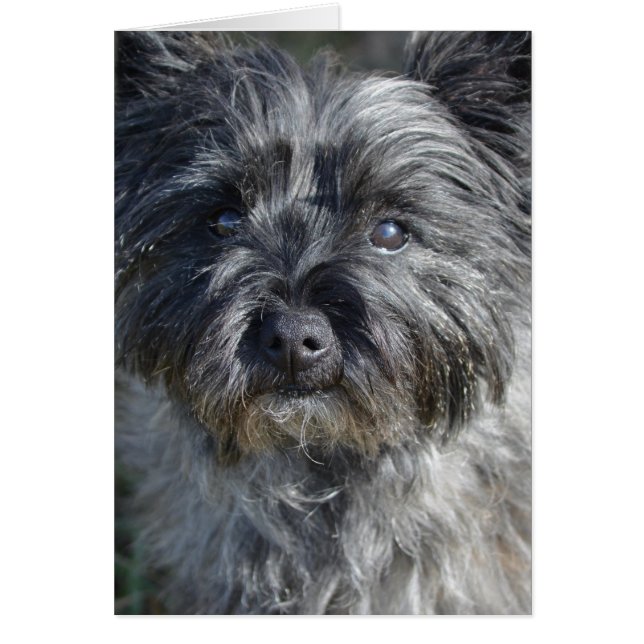 Cartão Cairn Terrier Dog (Frente)