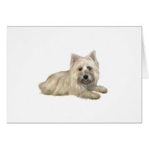 Cairn Terrier (Wheaten) - deitado