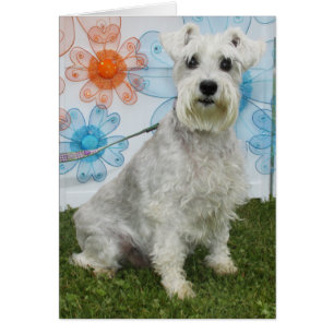 Cartão Caitlin - Schnauzer