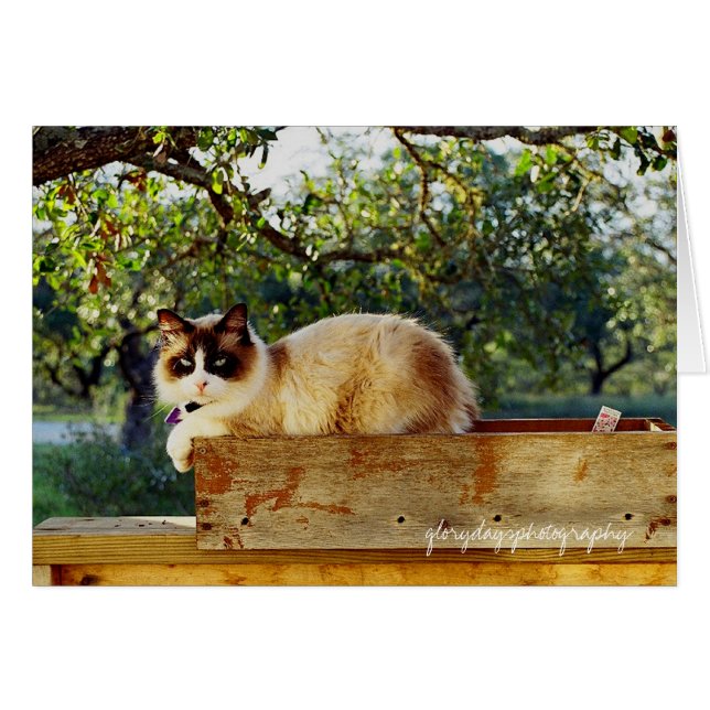 Cartão caixa de flores de bentley, fotografia de gloryday (Frente Horizontal)