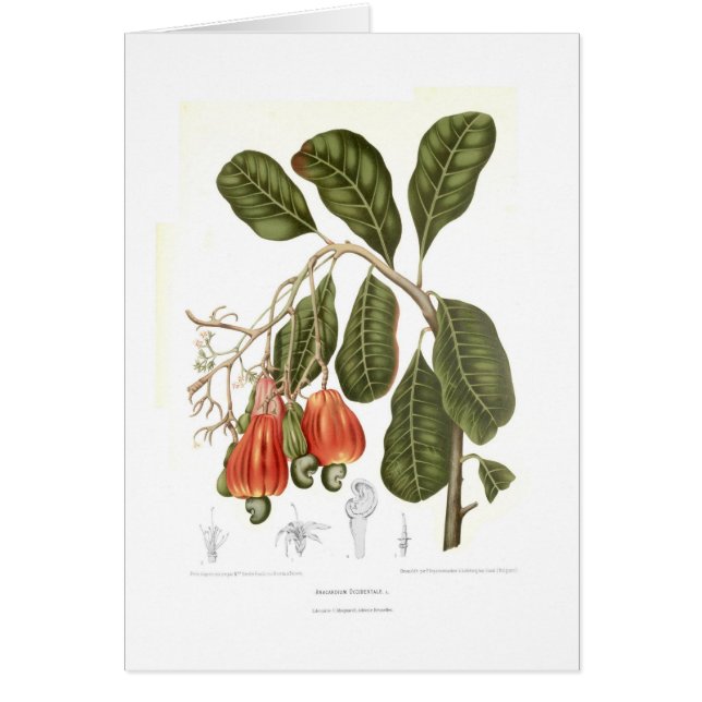 Cartão Caju (Frente)