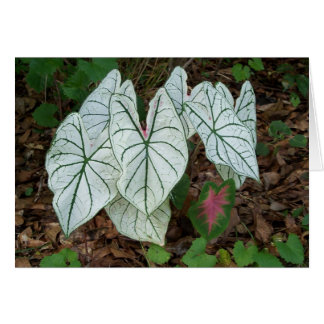 Cartão Caladium branco