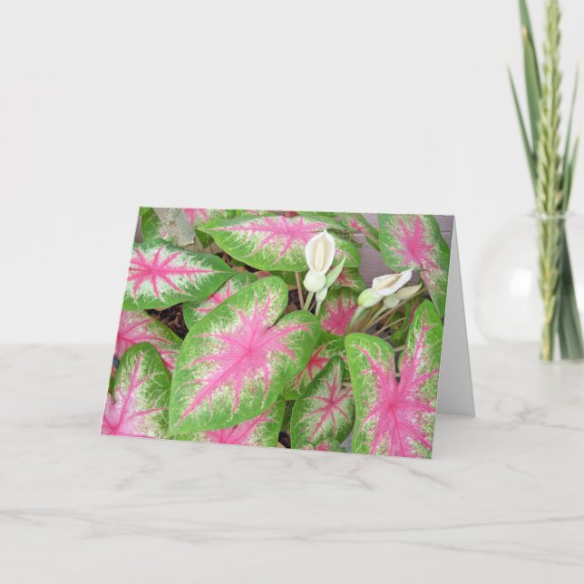 Cartão Caladiums (Frente)
