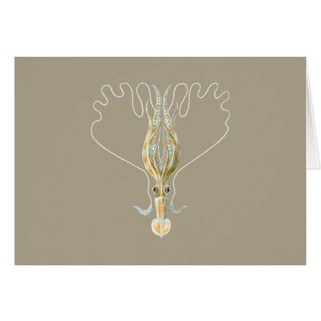 Cartão calamar Longo-armado (Frente Horizontal)