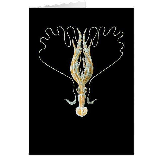 Cartão calamar Longo-armado (Frente)