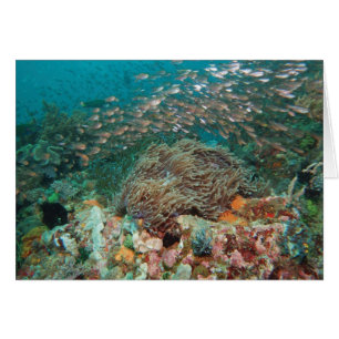 Cartão Caleidoscópio