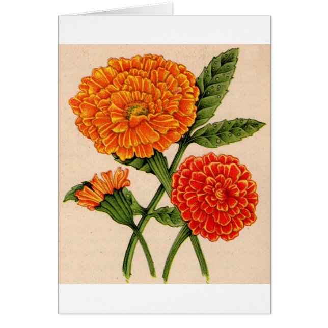 Cartão calendários em laranja (Frente)