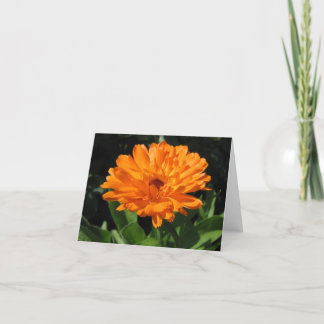 Cartão Calendula flower greeting card