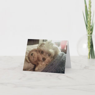 Cartão Cali Lollipop Furiends Furever Blank Notecard