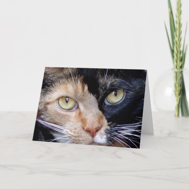 Cartão Calico cat greeting card (Frente)