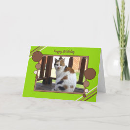 Cartão Calico cat sitting photo green brown