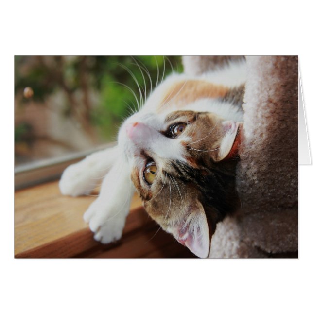 Cartão Calico no Windowsill, precioso gatinho anota (Frente Horizontal)