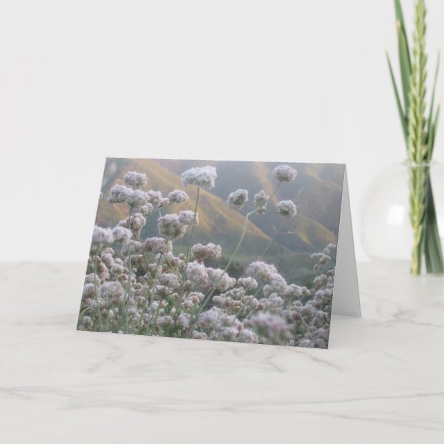 Cartão California Bucktrigo (Frente)