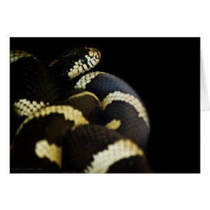 Cartão California King Cobra Card