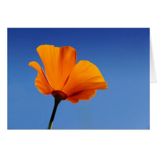 Cartão California Poppy Contra o Céu Azul