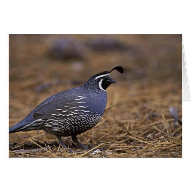 Cartão California Quail (Frente Horizontal)