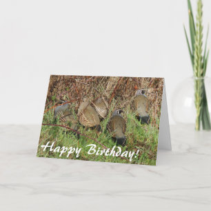 Cartão California Quail Birthday Card