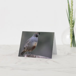 Cartão California Quail - Joe Sweeney - card