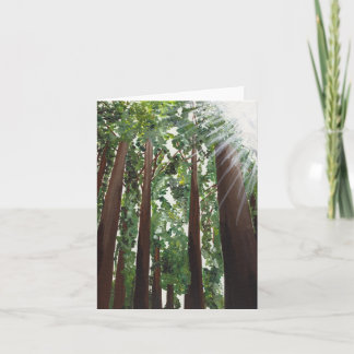 Cartão "California Redwoods" Card from Canvas Justice