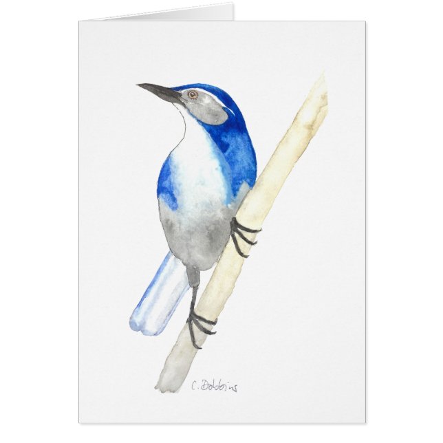 Cartão California Scrub Jay (Frente)