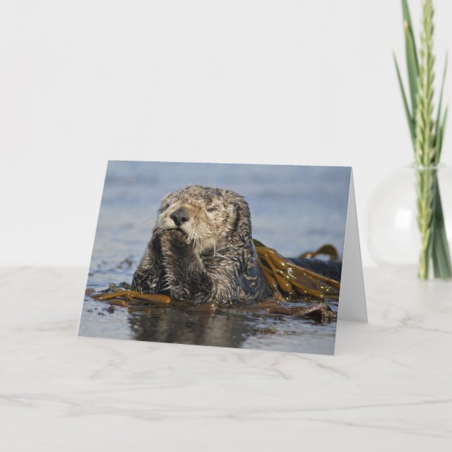 Cartão California Sea Otter Card - Enhydra lutris photo (Frente)