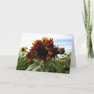 Cartão California Sunflower