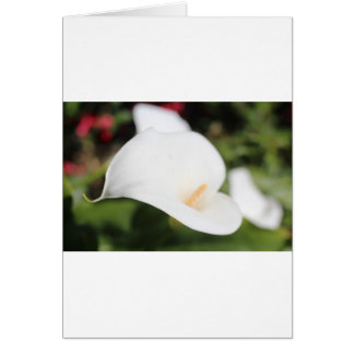 Cartão Calla Lilly Romance