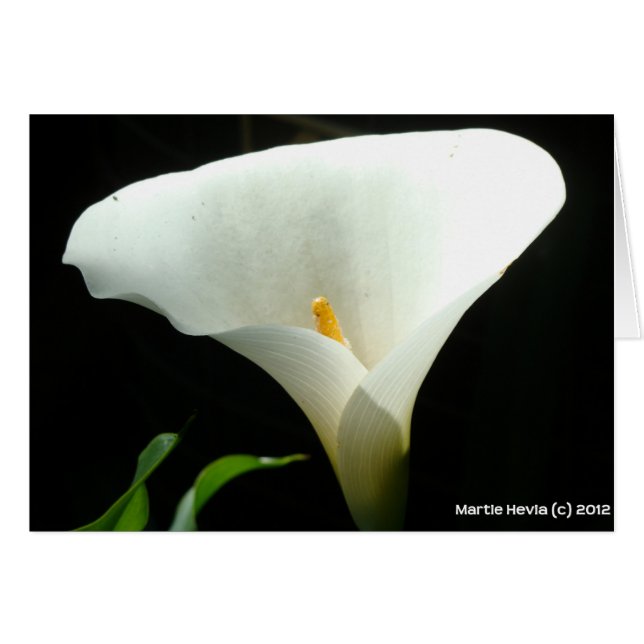 Cartão Calla Lily (Frente horizontal)