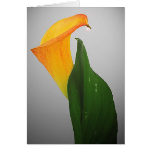 Cartão Calla Lily
