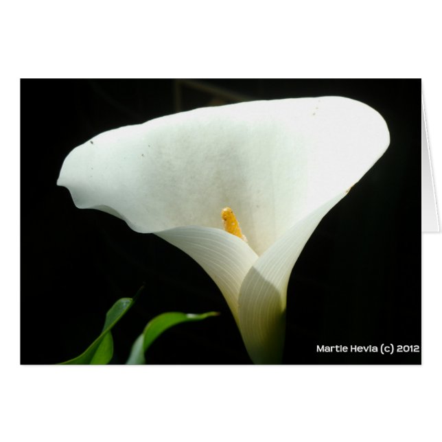 Cartão Calla Lily (Frente Horizontal)