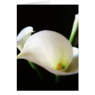Cartão Calla Lily 7