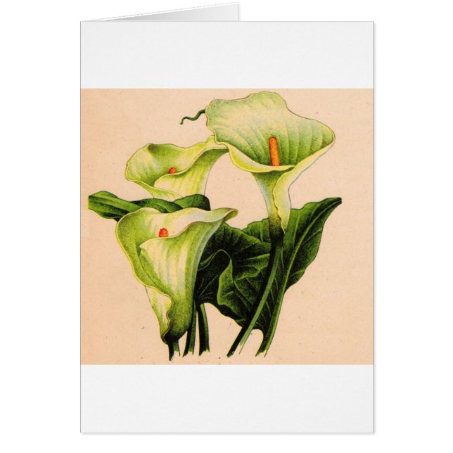Cartão calla lily calla lily (Frente)