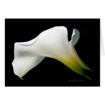 Calla Lily—com graça e estilo*:
