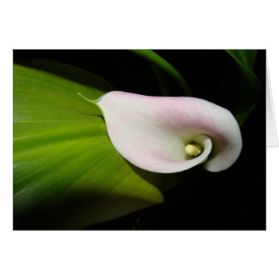 Cartão Calla Lily Flower Card