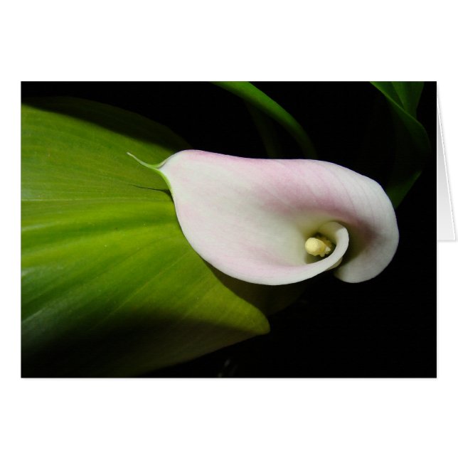 Cartão Calla Lily Flower Card (Frente horizontal)