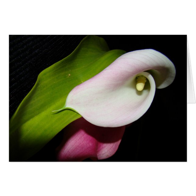 Cartão Calla Lily Flowers Card (Frente horizontal)