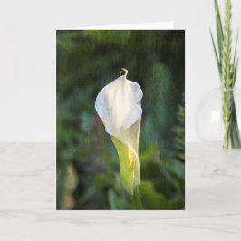 Cartão Calla lily greeting card
