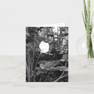 Cartão Calla Lily notecards