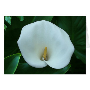 Cartão Calla Lily - Placa de arte de 5" x 7"