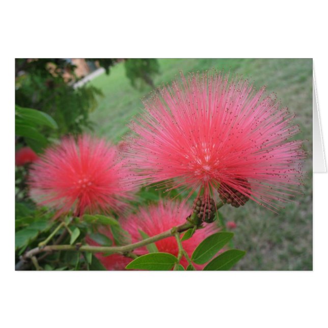 Cartão Calliandra vermelha (Frente Horizontal)
