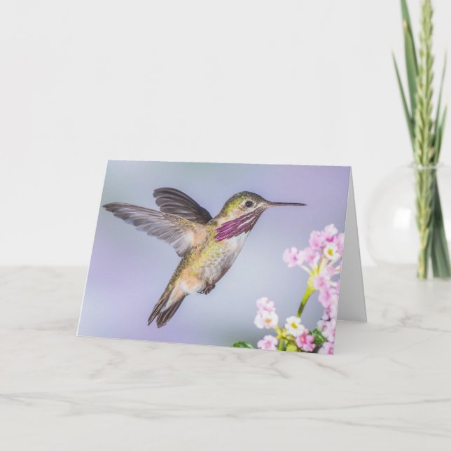Cartão Calliope Hummingbird Flying in Purple Sympathy (Frente)