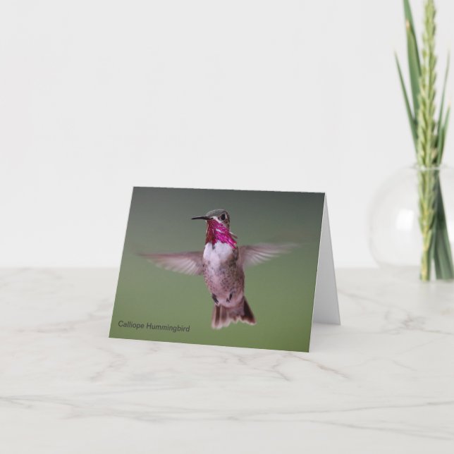 Cartão Calliope Hummingbird Note Card (Frente)
