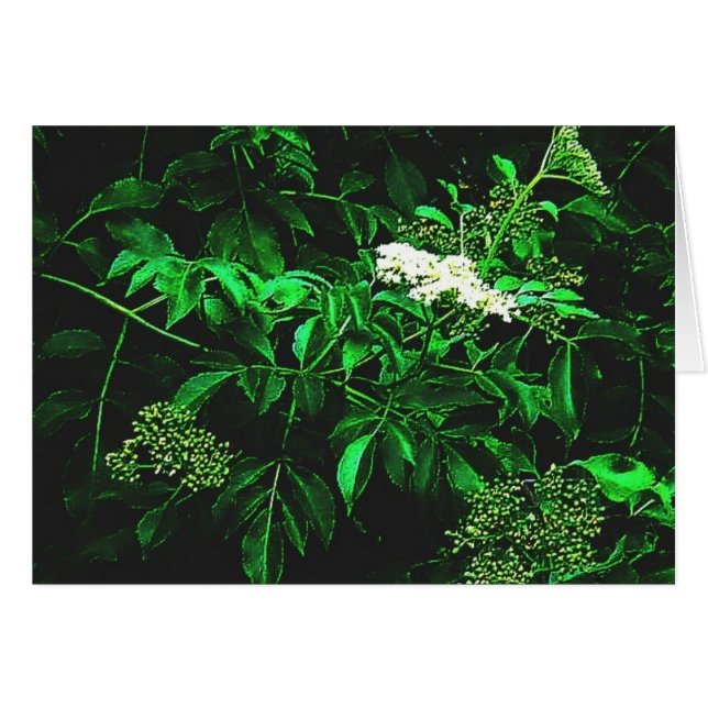 Cartão calma do silêncio (Frente Horizontal)