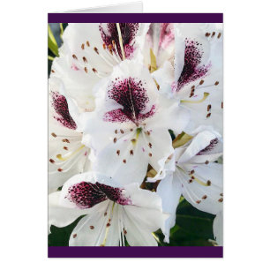 Cartão Calsap Rhododendrons