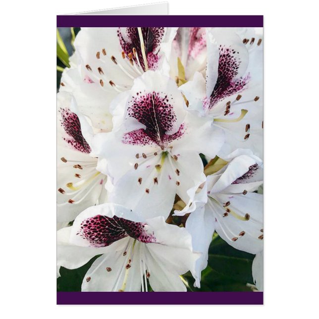 Cartão Calsap Rhododendrons (Frente)