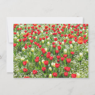 Cartão Cama de Tulipas, Jardins Gordos, Cardiff, País de