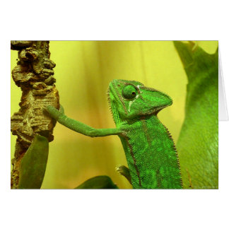 Cartão Camaleão