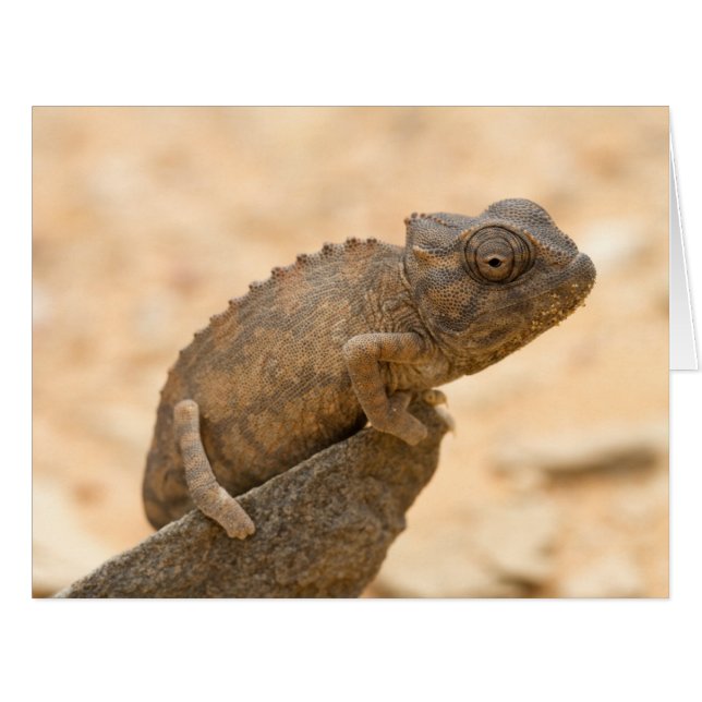 Cartão Camaleão na Namíbia (Frente horizontal)