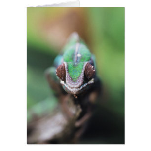 Cartão Camaleão Pantera de Madagascar com barra vermelha